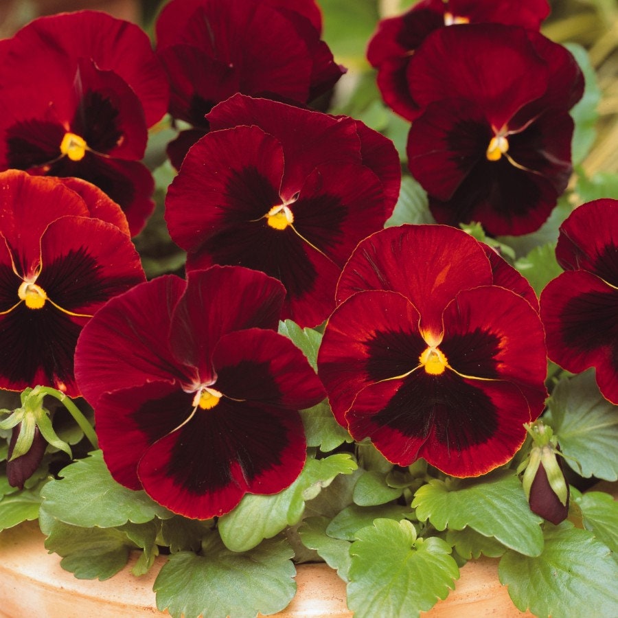 30+  Red Swiss Giant Pansy Flower Seeds-Viola Swiss giant-  Stunning Alpenglow Pansy- Viola x Wittrockiana- Biennial--B408