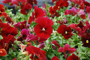 30+  Red Swiss Giant Pansy Flower Seeds-Viola Swiss giant-  Stunning Alpenglow Pansy- Viola x Wittrockiana- Biennial--B408