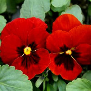 30+  Red Swiss Giant Pansy Flower Seeds-Viola Swiss giant-  Stunning Alpenglow Pansy- Viola x Wittrockiana- Biennial--B408