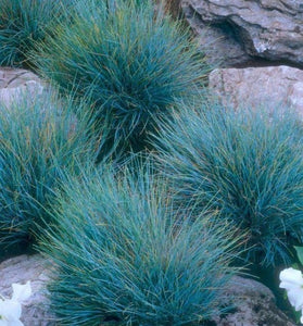 50+  Blue Fescue Grass Seeds-FESTUCA GLAUCA- Semi Evergreen Ornamental Perennial-G035