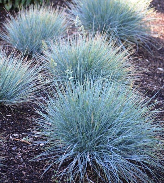 50+  Blue Fescue Grass Seeds-FESTUCA GLAUCA- Semi Evergreen Ornamental Perennial-G035