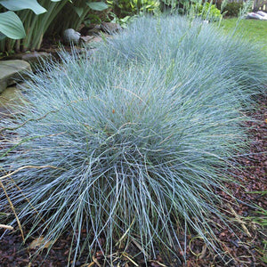 50+  Blue Fescue Grass Seeds-FESTUCA GLAUCA- Semi Evergreen Ornamental Perennial-G035