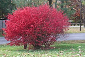 50+ Burning Bush Seeds- Kochia Scoparai Seeds-Summer Cypress-Exotic Trichophylla Plant that changes from Green in Summer to Red in Fall-G037