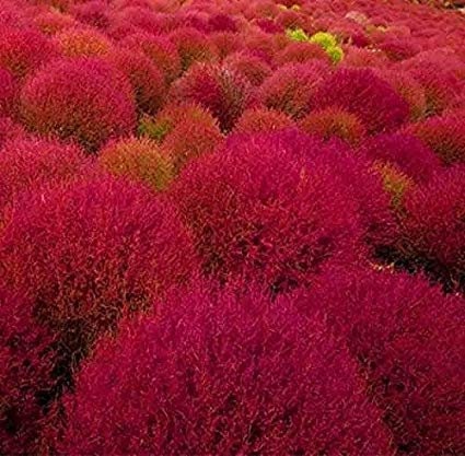 50+ Burning Bush Seeds- Kochia Scoparai Seeds-Summer Cypress-Exotic Trichophylla Plant that changes from Green in Summer to Red in Fall-G037