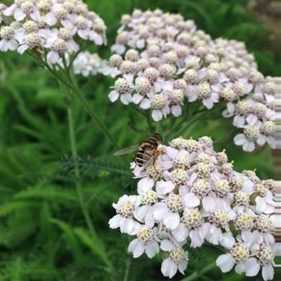 500+ White Yarrow Summer Flower Seeds- Yarrow White Wildflower- ACHILLEA MILLEFOLIUM- Beautiful and Medicinal-Common Yarrow--B421