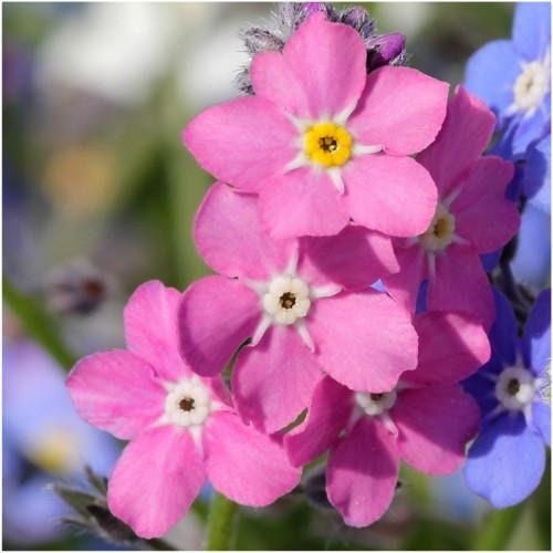 100+ Alpine Forget me not Pink Flower Seeds -Myosotis sylvatica- MYOSOTIS ALPESTRIS-B426