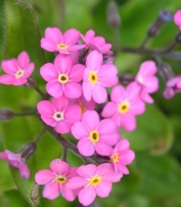 100+ Alpine Forget me not Pink Flower Seeds -Myosotis sylvatica- MYOSOTIS ALPESTRIS-B426