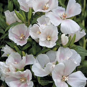 50+ White Godetia  Flower Seeds- Grace White Godetia- Godetia Grandiflora - Farewell To Spring Flower-Graceful White Annual-B431