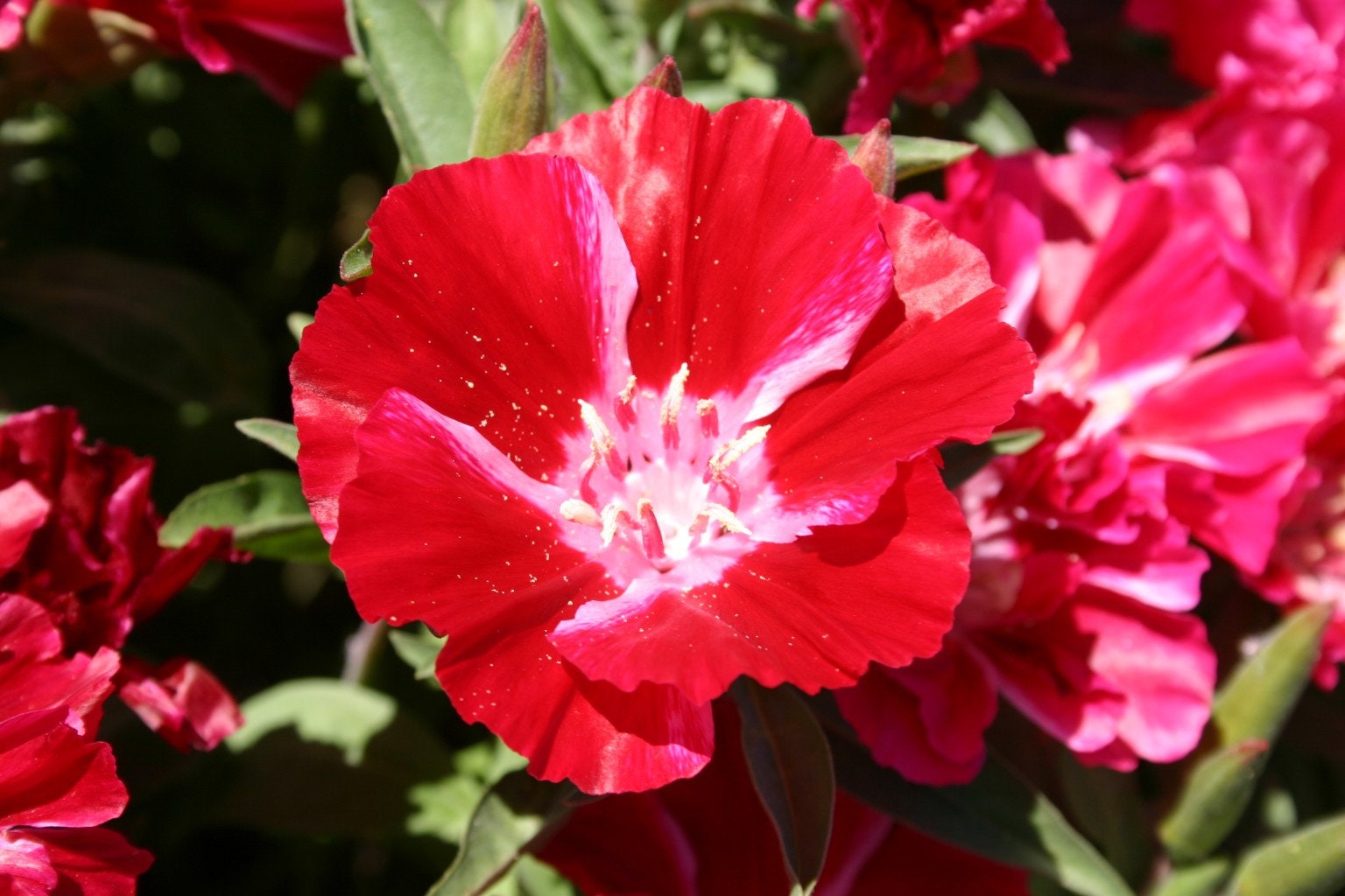 50+  Red Godetia Grandiflora Flower Seeds-Farewell to Spring Flower-Red Azaelaflora Meteor- Quick Blooming Sweet Red Annual---B433