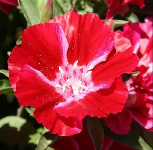 50+  Red Godetia Grandiflora Flower Seeds-Farewell to Spring Flower-Red Azaelaflora Meteor- Quick Blooming Sweet Red Annual---B433