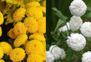 100+ Rare Snowball and Goldball  Chrysanthemum Mix  Flower Seeds--Chrysanthemum Tanacetum Parthenium-Perfect Perennial Mix--B634