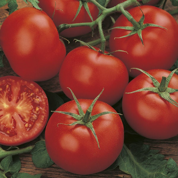 50+  Money Maker Tomato Seeds- -SOLANUM LYCOPERSICUM- Non GMO (Heirloom Variety) Enjoy Deep Red Sweet Tomatoes--A095