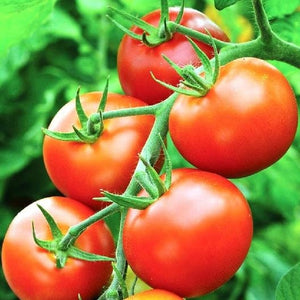 50+  Money Maker Tomato Seeds- -SOLANUM LYCOPERSICUM- Non GMO (Heirloom Variety) Enjoy Deep Red Sweet Tomatoes--A095