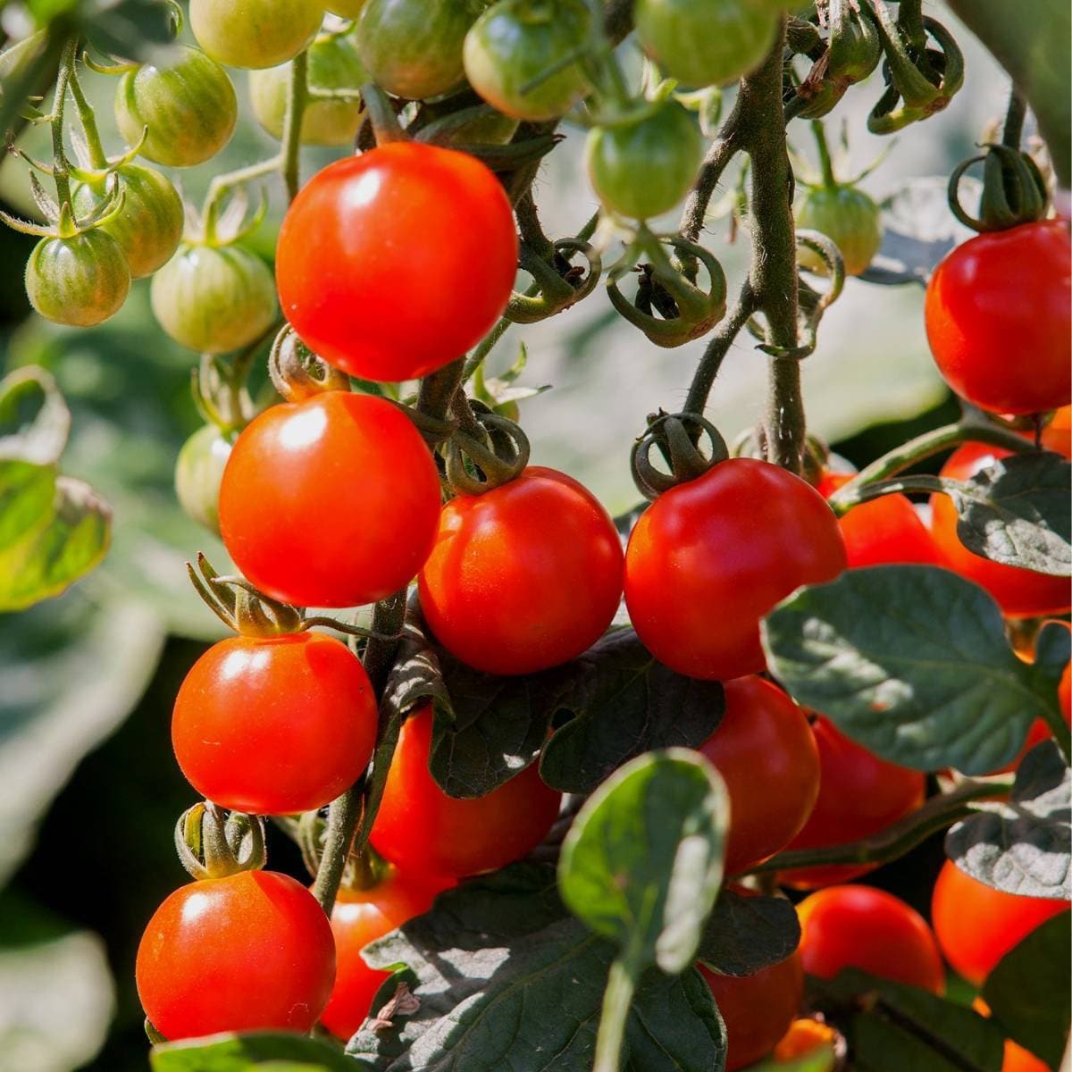 50+  Money Maker Tomato Seeds- -SOLANUM LYCOPERSICUM- Non GMO (Heirloom Variety) Enjoy Deep Red Sweet Tomatoes--A095