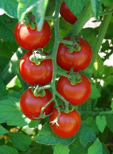 50+  Money Maker Tomato Seeds- -SOLANUM LYCOPERSICUM- Non GMO (Heirloom Variety) Enjoy Deep Red Sweet Tomatoes--A095