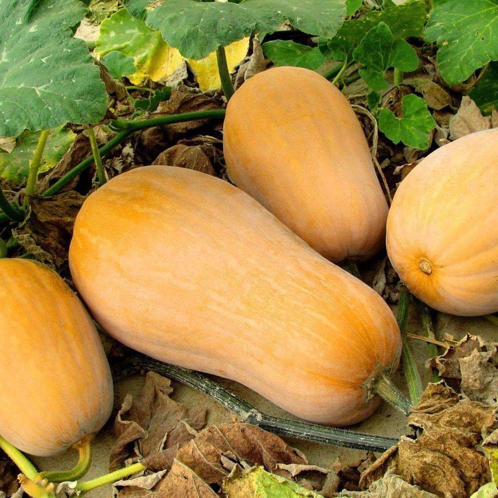 20+ Waltham Butternut Squash Seeds-  Heirloom Variety-(Non GMO)- Award Winner!Cucurbita Moschata---A097