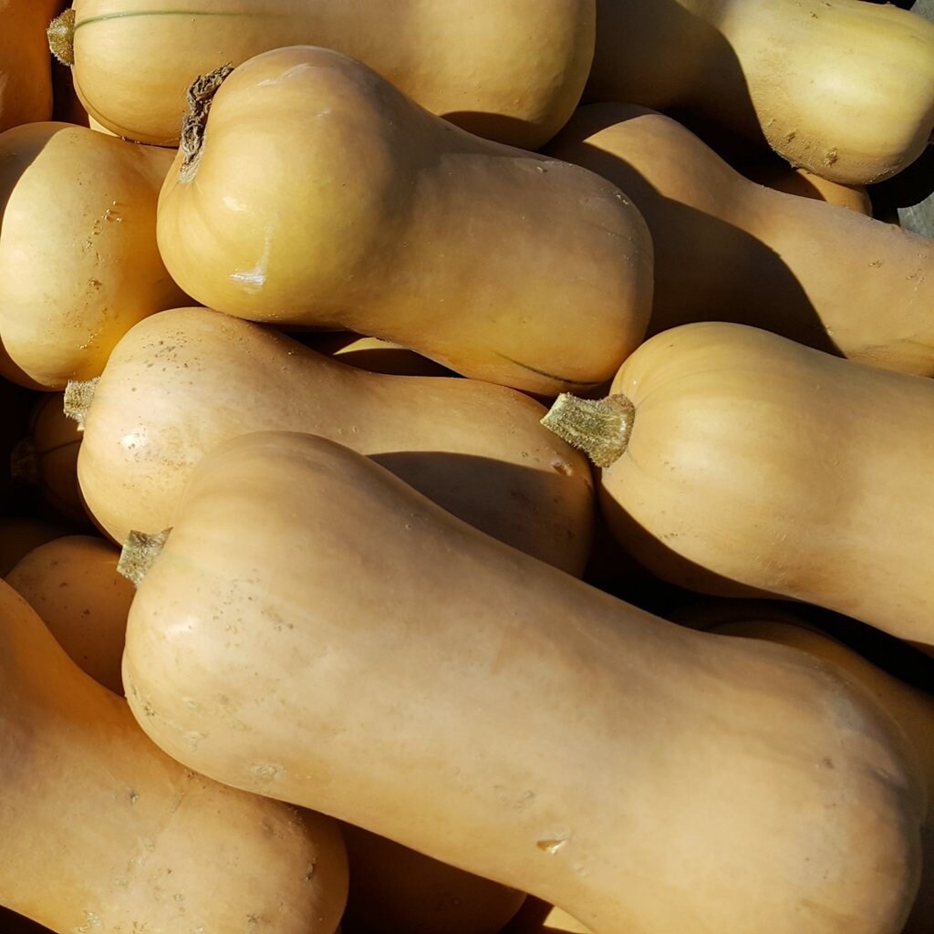 20+ Waltham Butternut Squash Seeds-  Heirloom Variety-(Non GMO)- Award Winner!Cucurbita Moschata---A097