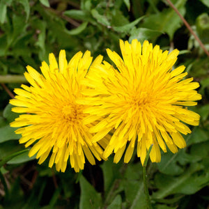 100+Organic Dandelion Seed-Non GMO Taraxacum Dandelion-Great for Salad and Teas with Lots of Beneficial Nutrients-Taraxacum Officinalis-G038