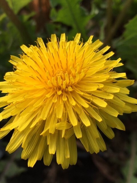 100+Organic Dandelion Seed-Non GMO Taraxacum Dandelion-Great for Salad and Teas with Lots of Beneficial Nutrients-Taraxacum Officinalis-G038