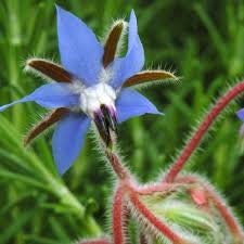 100+ Borage Herb Seeds- Non GMO- Herb-Heirloom Variety-Borago Officinalis--Highly Beneficial and Medicinal Annual--G039