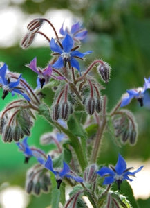 100+ Borage Herb Seeds- Non GMO- Herb-Heirloom Variety-Borago Officinalis--Highly Beneficial and Medicinal Annual--G039