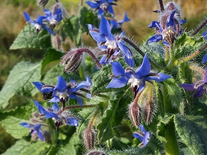 100+ Borage Herb Seeds- Non GMO- Herb-Heirloom Variety-Borago Officinalis--Highly Beneficial and Medicinal Annual--G039