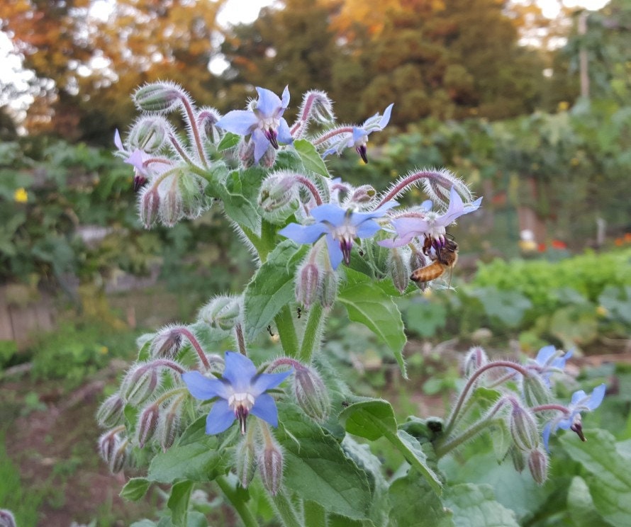 100+ Borage Herb Seeds- Non GMO- Herb-Heirloom Variety-Borago Officinalis--Highly Beneficial and Medicinal Annual--G039