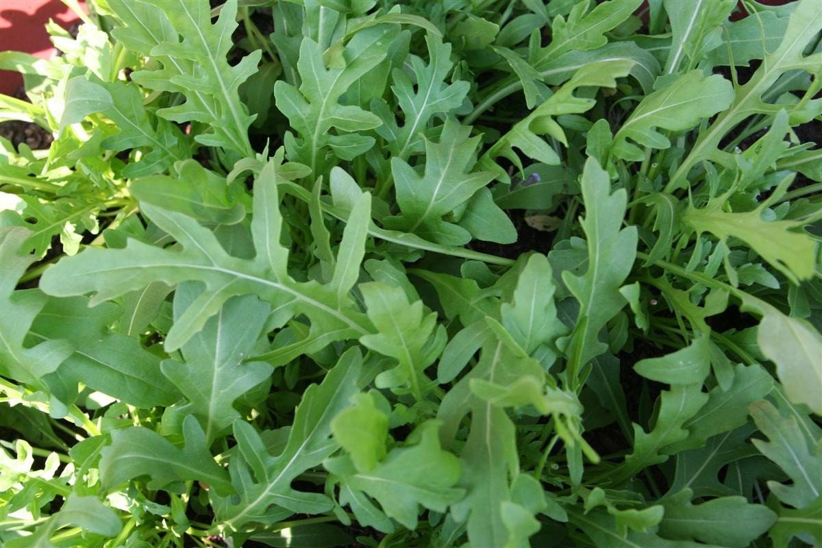 200+  Organic Arugula Herb Seeds- Eruca Sativa- Non GMO-Italian Cress-Rich, Tasty and  Peppery Vegetable--G040