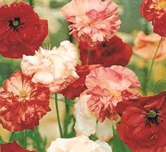 500+ -Shirley Poppy Mixed Double Seeds--PAPAVER RHOEAS- B199