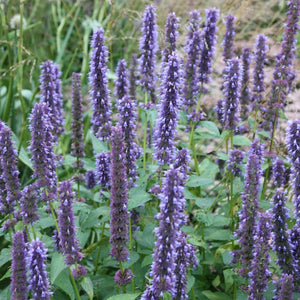 50+ Giant Hyssop Lavender Seeds-Agastache Mexicana Lavender Blue-Award Winner-Attracts Hummingbirds and Butterflies-Excellent Perennial-B436