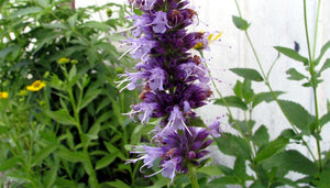 50+ Giant Hyssop Lavender Seeds-Agastache Mexicana Lavender Blue-Award Winner-Attracts Hummingbirds and Butterflies-Excellent Perennial-B436