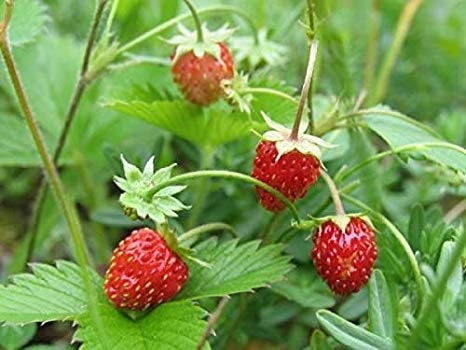 100+Organic Wild Strawberry Seeds- FRAGARIA VESCA -European Strawberry-Baron Strawberry-Woodland Strawberry- Sweet Perennial  Fruit--D022