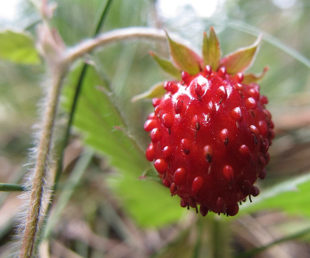 100+Organic Wild Strawberry Seeds- FRAGARIA VESCA -European Strawberry-Baron Strawberry-Woodland Strawberry- Sweet Perennial  Fruit--D022