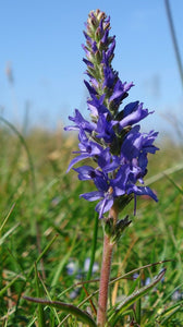 50+ Veronica Spicata Seeds-Herbaceous Perennial- Violet-Blue Spiked Speedwell-Deer Resistant-Attracts bees,butterflies and birds--B637