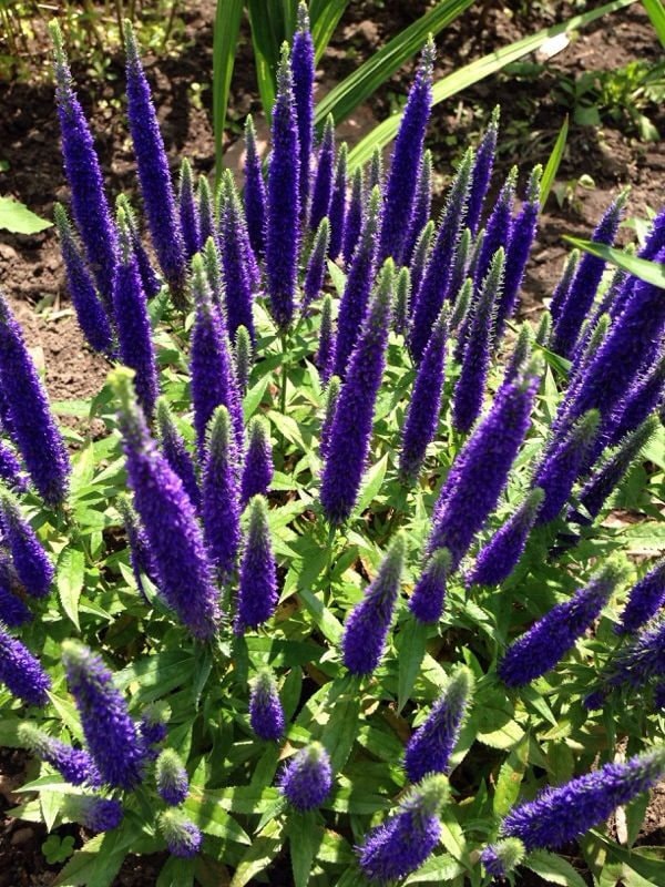 50+ Veronica Spicata Seeds-Herbaceous Perennial- Violet-Blue Spiked Speedwell-Deer Resistant-Attracts bees,butterflies and birds--B637