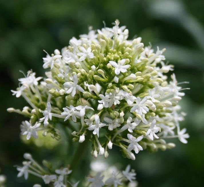 50+ White Jupiter's Beard Seeds-CENTRANTHUS RUBER ALBUS-Kiss-Me-Quick- Devil's Beard -Beautiful non-stop blooming Ornamental Perennial-B361