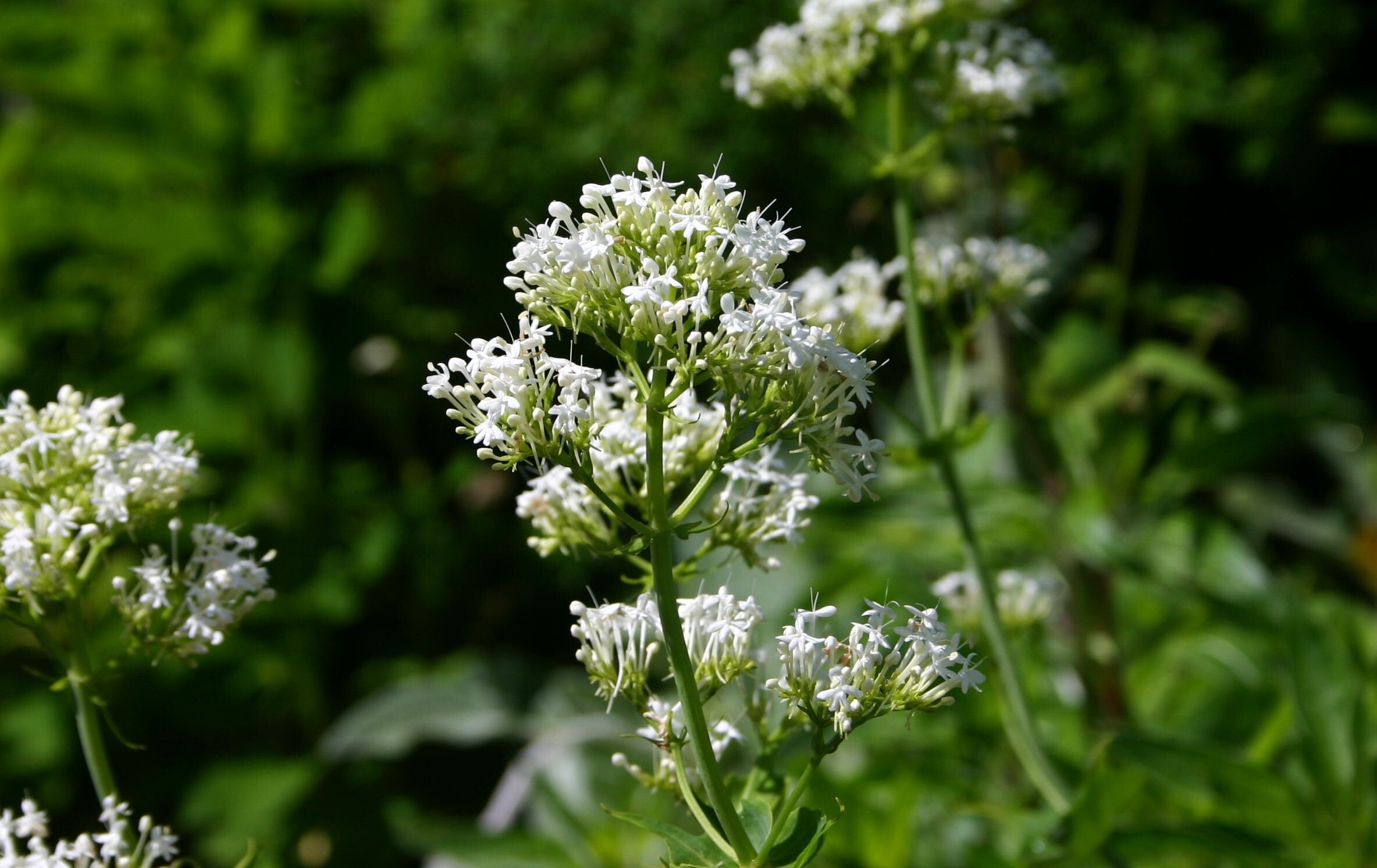 50+ White Jupiter's Beard Seeds-CENTRANTHUS RUBER ALBUS-Kiss-Me-Quick- Devil's Beard -Beautiful non-stop blooming Ornamental Perennial-B361