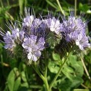 200+  Lacy Phacelia Flower Seeds-PHACELIA TANACETIFOLIA- Bee attracting Annual Wildflower--B365