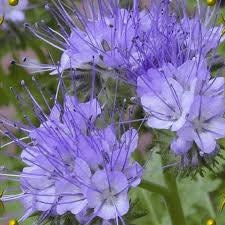 200+  Lacy Phacelia Flower Seeds-PHACELIA TANACETIFOLIA- Bee attracting Annual Wildflower--B365