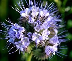 200+  Lacy Phacelia Flower Seeds-PHACELIA TANACETIFOLIA- Bee attracting Annual Wildflower--B365