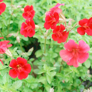 50+  Mimulus Flower Seeds-Red Mimulus Hybridus-MIMULUS AURANTICUS- Red Monkey Flower-Bush Monkey-Angel Tiger Eye Flower-Adorable Annual-B369