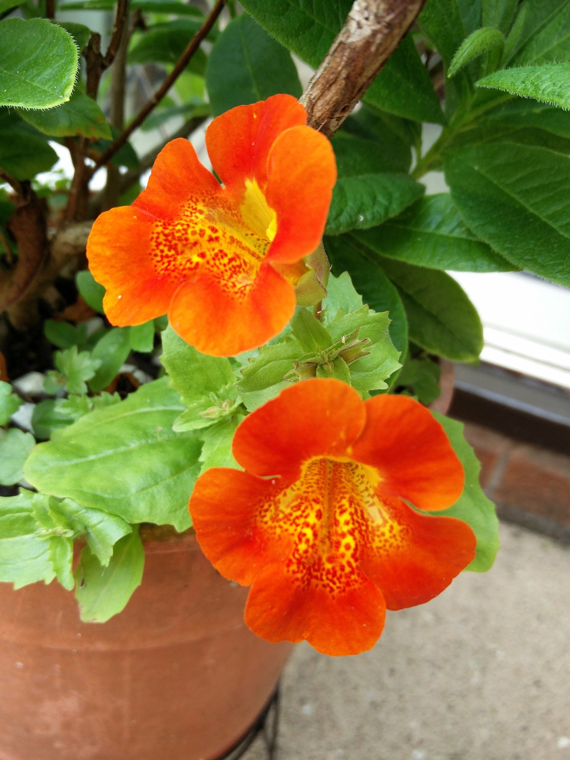 50+ Mimulus Orange Flower Seeds-MIMULUS AURANTIACUS-Monkey Flower-Angel Tiger Eye Flower- Mimulus -Funnel Shaped Annual -B371