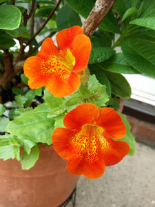 50+ Mimulus Orange Flower Seeds-MIMULUS AURANTIACUS-Monkey Flower-Angel Tiger Eye Flower- Mimulus -Funnel Shaped Annual -B371