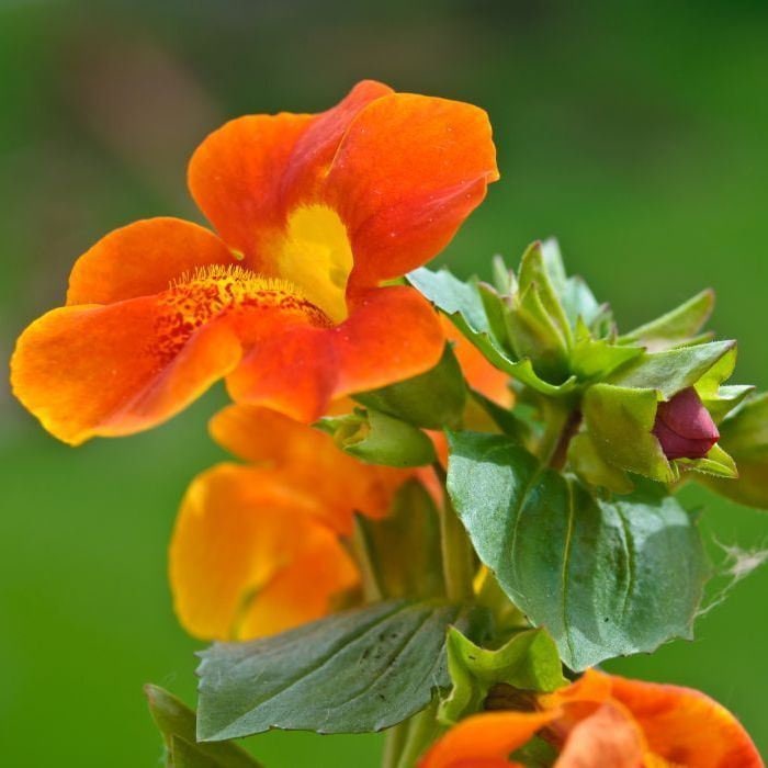 50+ Mimulus Orange Flower Seeds-MIMULUS AURANTIACUS-Monkey Flower-Angel Tiger Eye Flower- Mimulus -Funnel Shaped Annual -B371