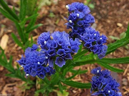 50+ Statice Blue River Flower Seeds-Limonium Sinuatum- Limonium Statice-Exotic and brightly colored Annual Flower-B372