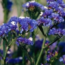 50+ Statice Blue River Flower Seeds-Limonium Sinuatum- Limonium Statice-Exotic and brightly colored Annual Flower-B372