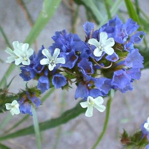 50+ Statice Blue River Flower Seeds-Limonium Sinuatum- Limonium Statice-Exotic and brightly colored Annual Flower-B372