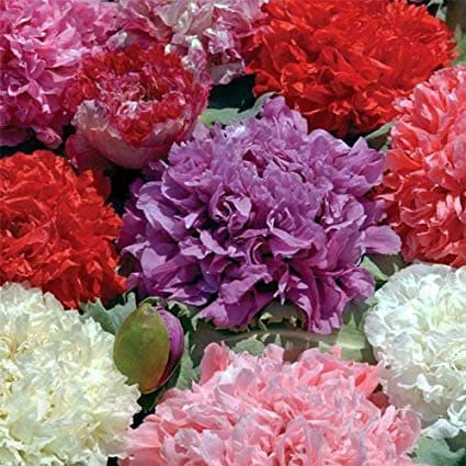 100+  Double Mix Peony Poppy Flower Seeds- PAPAVER PAEONIFLORUM-Opium Poppy- Breadseed Poppy- Showy Annual-B388