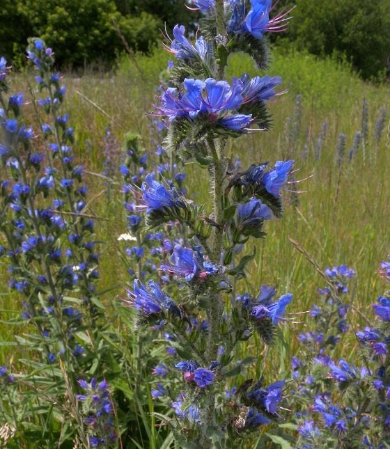 50+ Echium Viper's Bugloss Flower Seeds- Echium Plantagineum-Blue Bedder-Echium Vulgare-Attractive to pollinators- Biennial-B790