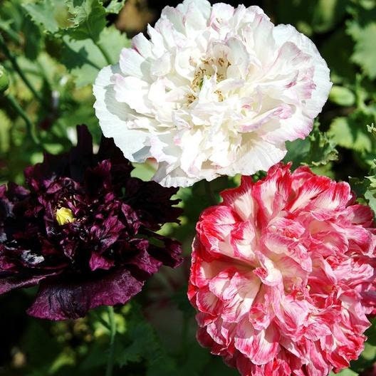 50+ Peony Poppy Antique Shade Flower Seeds- PAPAVER PAEONIFLORUM- Annual-B395